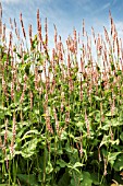 PERSICARIA AMPLEXICAULIS ROSEA