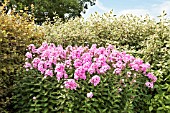 PHLOX PANICULATA EVA CULLUM