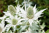 ERYNGIUM GIGANTEUM SILVER GHOST