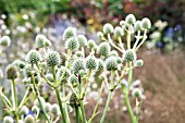 ERYNGIUM YUCCIFOLIUM