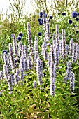 AGASTACHE BLUE FORTUNE