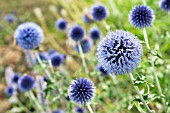 ECHINOPS RITRO VEITCHS BLUE