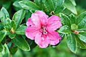 RHODODENDRON HEXE