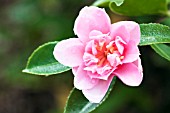 CAMELLIA HIEMALIS SHOWA-NO-SAKAE