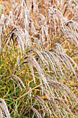 MISCANTHUS SINENSIS YAKUSHIMA DWARF