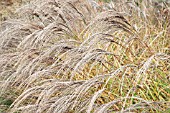 MISCANTHUS SINENSIS YAKUSHIMA DWARF