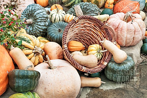 GOURDS_AND_SQUASHES_DISPLAY