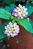 LANTANA CAMARA FENTON ROSE