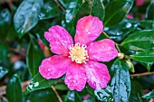 CAMELLIA SASANQUA CRIMSON KING