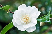 CAMELLIA SASANQUA WINTERS SNOWMAN