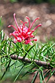 GREVILLEA ALPINA OLYMPIC FLAME