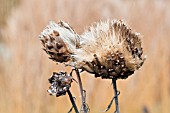 CYNARA CARDUNCULUS