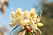 RHODODENDRON LUTESCENS