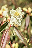 RHODODENDRON LUTESCENS