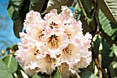 RHODODENDRON PROTISTUM