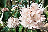 RHODODENDRON PROTISTUM
