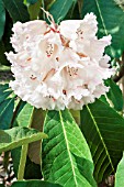 RHODODENDRON PROTISTUM