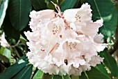 RHODODENDRON PROTISTUM