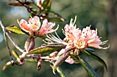 RHODODENDRON CROSSBILL