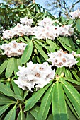 RHODODENDRON CALOPHYTUM