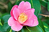 CAMELLIA X WILLIAMSII GOLDEN SPANGLES