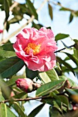 CAMELLIA X WILLIAMSII LEONARD MESSEL