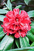 RHODODENDRON CHOREMIA