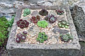 SEMPERVIVUM PLANTED IN STONE SINK