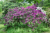 RHODODENDRON SIR THOMAS SEBRIGHT