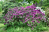 RHODODENDRON SIR THOMAS SEBRIGHT