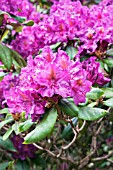 RHODODENDRON SIR THOMAS SEBRIGHT