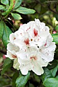 RHODODENDRON BARONESS HENRY SCHROEDER