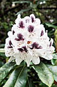 RHODODENDRON SAPPHO