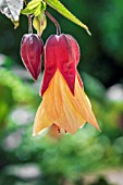 ABUTILON VICTORY