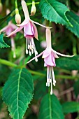 FUCHSIA WHITEKNIGHTS BLUSH