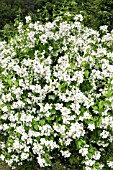 PHILADELPHUS BEAUCLERK