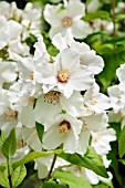 PHILADELPHUS BEAUCLERK