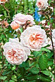 ROSA A SHROPSHIRE LAD AUSLED