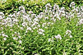 CAMPANULA LACTIFLORA ALBA