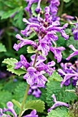 STACHYS MACRANTHA SUPERBA