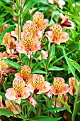 ALSTROEMERIA PRINCESS FREDERIKA STABRONZA