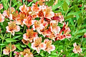 ALSTROEMERIA PRINCESS FREDERIKA STABRONZA