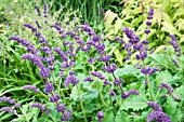 SALVIA VERTICILLATA PURPLE RAIN