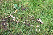 BADGER-CHEWED TULIP BULB