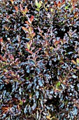 PITTOSPORUM TENUIFOLIUM TOM THUMB