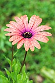 OSTEOSPERMUM SERENITY BRONZE