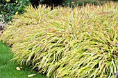 HAKONECHLOA MACRA AUREOLA