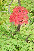 ACER PALMATUM ELEGANS