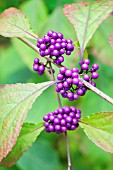 CALLICARPA BODINIERI VAR. GIRALDII PROFUSION