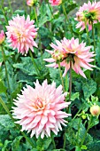 DAHLIA MELODY GIPSY